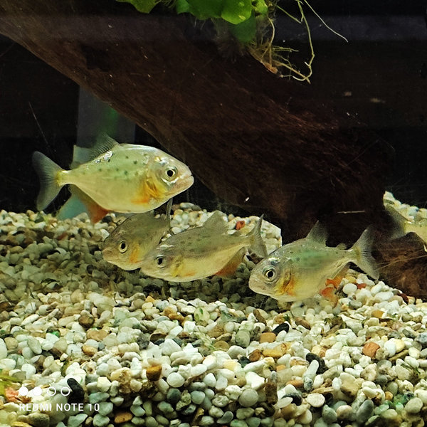 Serrasalmus / Pygocentrus nattereri - Piranha