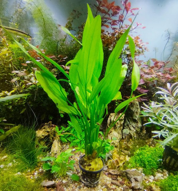 Aquariumpflanze : Echinodoras veronikae - Amazonasschwertpflanze im Topf